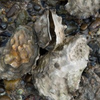 Pacific Oyster